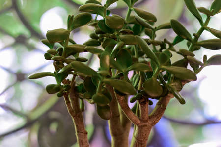 healthy green crassula ovata succulent jade plant lucky money tree indoor on window-sill.の写真素材
