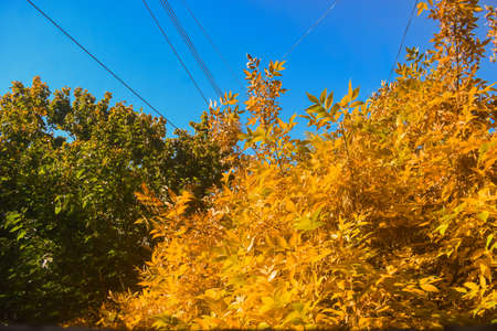 bright orange yellow autumn leaves in early fall, earth tones color palette.の写真素材