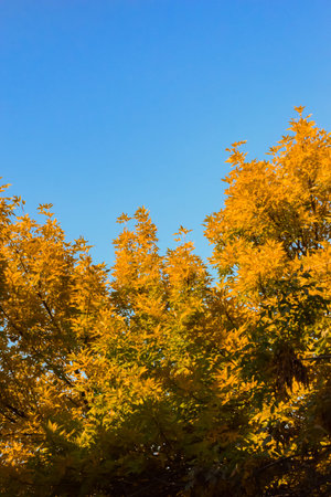bright orange yellow autumn leaves in early fall, earth tones color palette.
