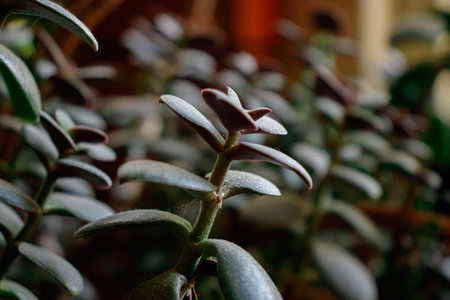 details of healthy bright green crassula ovata succulent jade plant lucky money tree indoor bonsai...