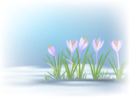 First spring flowers on thawed patch. Blue - violet crocuses.の写真素材