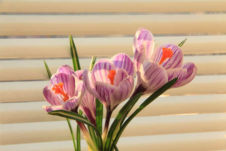 Crocuses a small, spring-flowering plants of the iris family.の写真素材