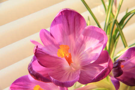 Crocuses a small, spring-flowering plants of the iris family.の写真素材