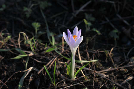 Crocuses - a small, spring-flowering plants of the iris family.の写真素材