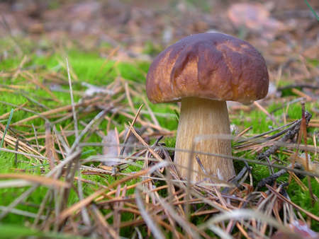 The boletus edulis (cep or porcino) in the forest (Ukraine).This is a very popular, delicious, meaty mushroom.の写真素材