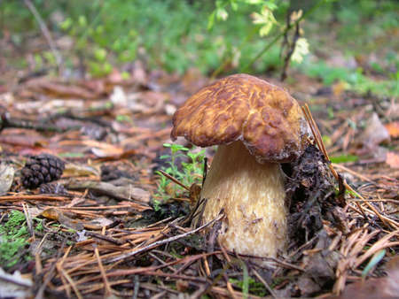 The boletus edulis (cep or porcino) in the forest (Ukraine).This is a very popular, delicious, meaty mushroom.の写真素材