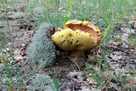 The boletus edulis (cep or porcino) in the forest (Ukraine).This is a very popular, delicious, meaty...