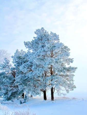 Pines covered with hoarfrost at dawn. Snowy field with snowdrifts. On the background of white cloudy sky.の写真素材