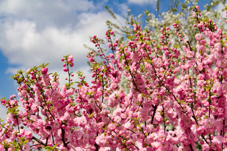 Pink cherry blossom. Flowering Japanese Cherry in spring.