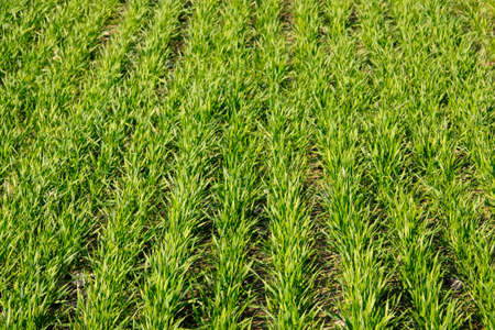 Cultivation of winter crops.の写真素材