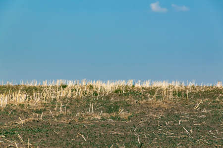 Rural summer landscape.の写真素材