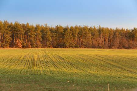 Field near  forest.の写真素材