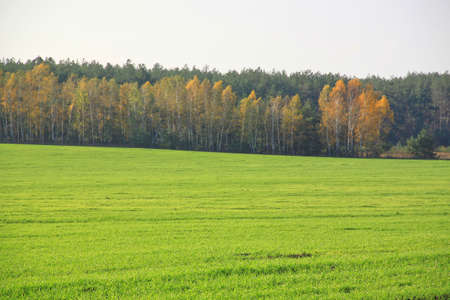 Field near  forest.の写真素材