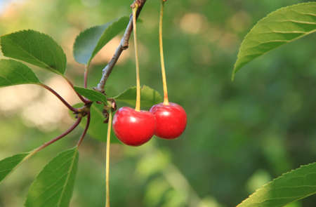Cherries on a branch with leaves. Green background.の写真素材