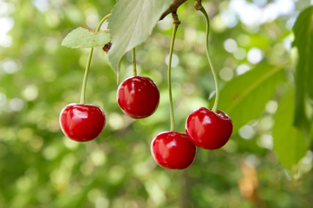 Cherries on a branch with leaves. Green foliage background.