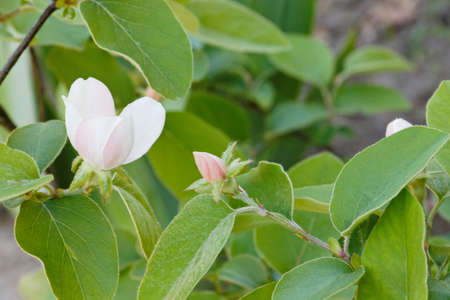 Cydonia oblonga blossom.の写真素材