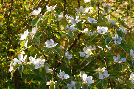 Blossoming bush of a quince.の写真素材