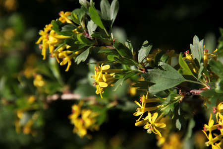 Yellow Barberry blossom.の写真素材