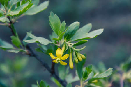 Yellow Barberry blossom.の写真素材
