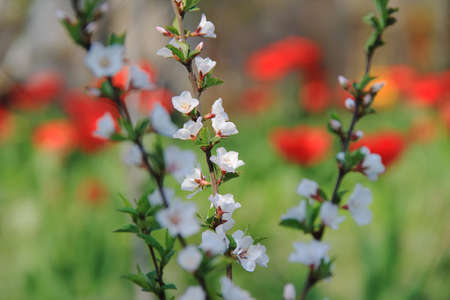The Nanking cherry blossom.の写真素材