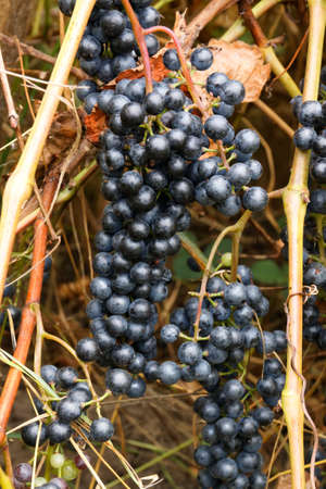 Ripe grapes for red wine.の写真素材
