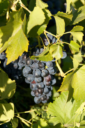 Ripe grapes for red wine.の写真素材