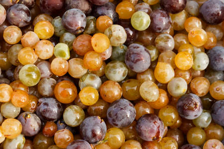 Colorful mixed grapes.の写真素材