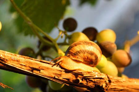 Grape snail sunshine.の写真素材