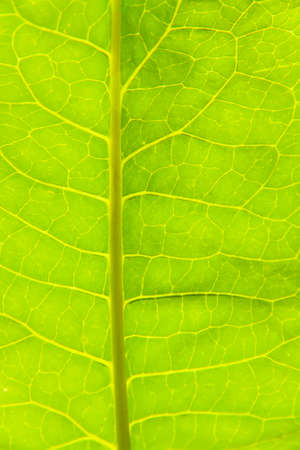 Green leaf close up. For demonstration of photosynthesis in plants.の写真素材