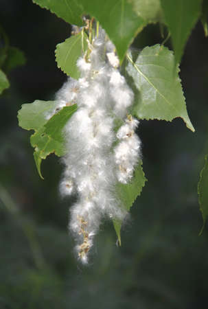 Allergy to poplar pollen. Poplar pollen from mid March.の写真素材