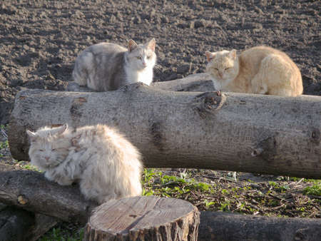 Stray cats are sitting on a cut tree.の写真素材