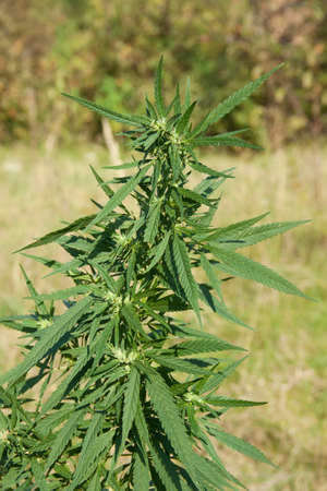 Marijuana plants with bud and leaves. Cannabis growing outdoors.の写真素材