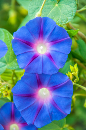 Ipomoea purpurea morning glory in the garden.の写真素材