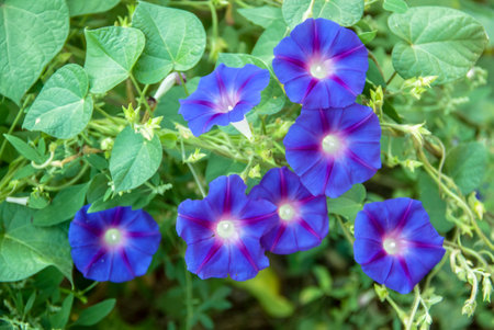 Ipomoea purpurea morning glory in the garden.の写真素材