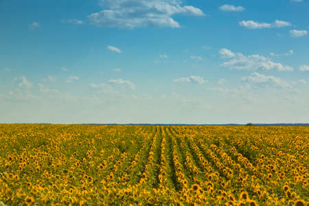 Rows of Sunflowers on Vast Field with Blue Sky.の写真素材