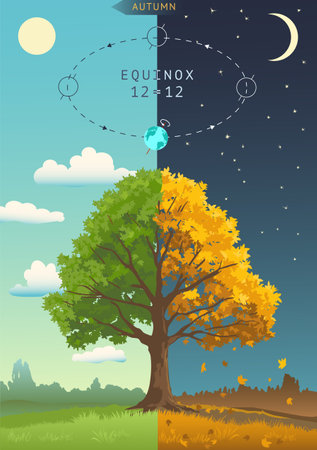 Tree with autumn and summer leaves. Season change visualization.のイラスト素材