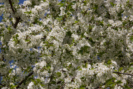 Cherry tree in full bloom with numerous white flowers.の写真素材
