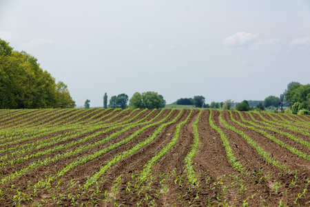 A large agricultural field with neatly planted rows of young corn crops emerging from the soil.の写真素材
