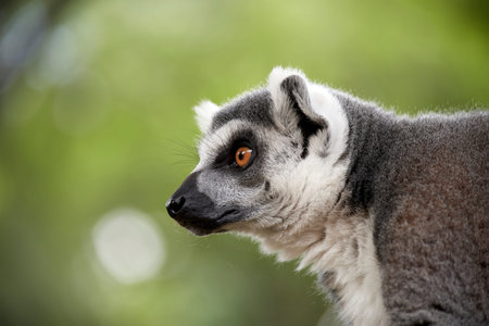 photo of a lemur watching to left