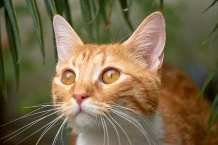 cute cat looking to the sky