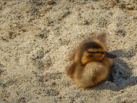 Cute duckling on the sandの写真素材