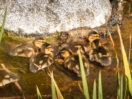 Cute ducklings in the waterの写真素材