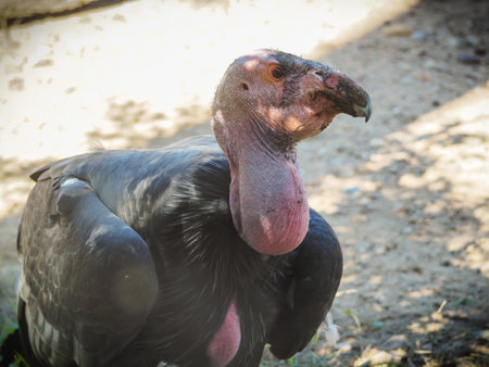 California Condor close up