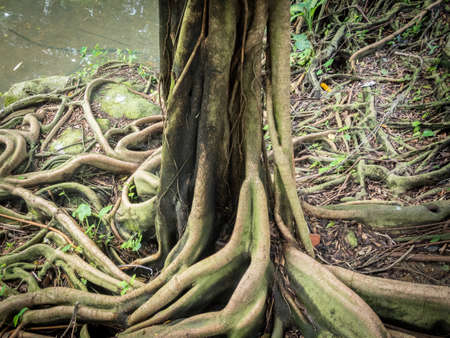 Closeup of banyan tree rootsの写真素材