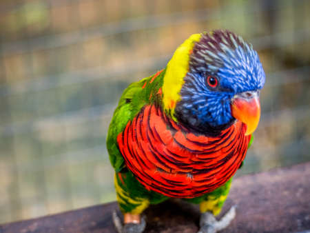 lori Lorikeetの写真素材
