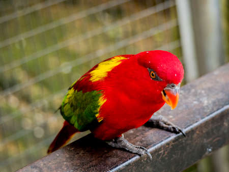 beautiful Chattering red Lory (Lorius garrulus) at tree topの写真素材