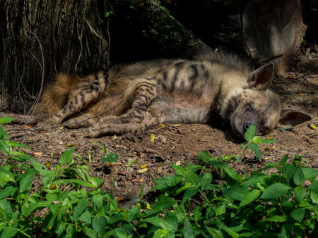 Sleeping or resting Spotted Hyenaの写真素材