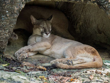 Mountain Lionの写真素材