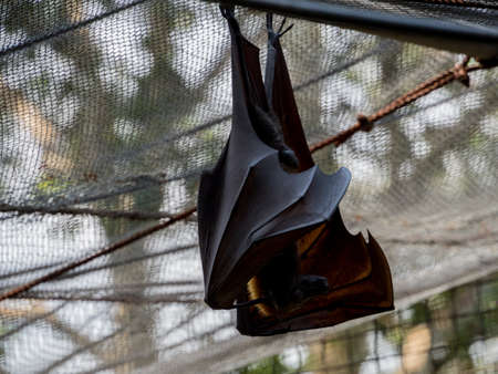 Indian flying fox (Pteropus giganteus)の写真素材