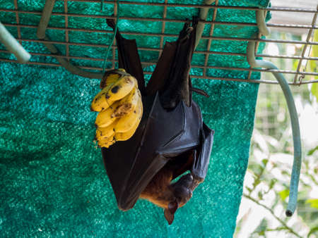 Indian flying fox (Pteropus giganteus) with banannasの写真素材